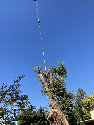 Démontage d’un chêne centenaire à la grue de levage sur Mallemort
