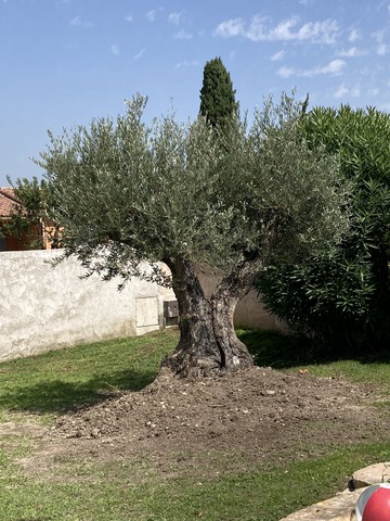 Plantation d’un olivier à Sénas
