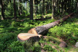 Abattage d’arbre dans le secteur de Cabannes