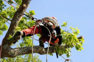 Élagage et taille d’arbres dans la région de Cabannes