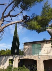 Démontage d’un pin d’Alep à Cavaillon