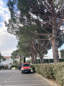 Élagage de 17 pins parasols à Martigues