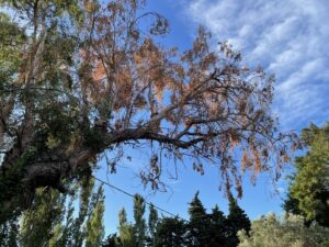 Eucalyptus sèche à Sénas