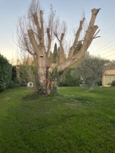 Abattage d’un gros peuplier à Graveson