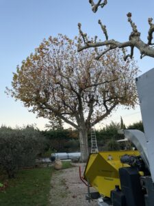 Elagage de platane centenaire sur Cabannes