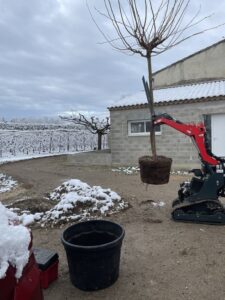 Plantation de mûrier sur Cavaillon