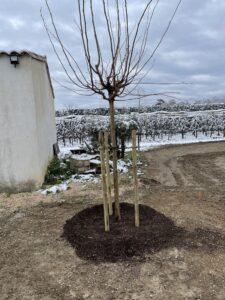 Plantation de mûrier sur Cavaillon