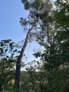 Abattage par démontage d’un pin d’Alep sur Restanque – commune de la Roque d’Antheron