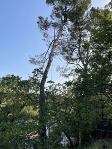 Abattage par démontage d’un pin d’Alep sur Restanque – commune de la Roque d’Antheron