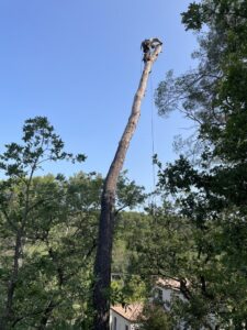 Abattage par démontage d’un pin d’Alep sur Restanque – commune de la Roque d’Antheron