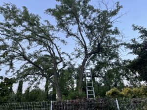 Abattage par démontage d’un Acacia sur Cabannes