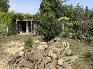 Abattage par démontage d’un Acacia sur Cabannes